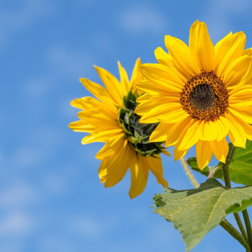 Sunflower Field Stem