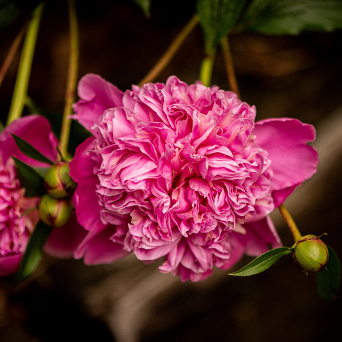 Peony Stem