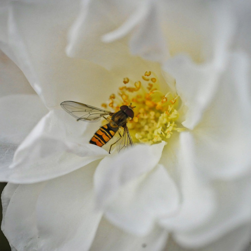 White Double Click Cosmos