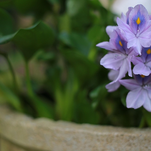 Blue Hydrangea Pot