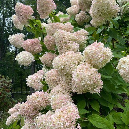 Lime Light Hydrangea