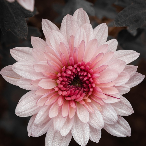Dahlia Bunch(10)